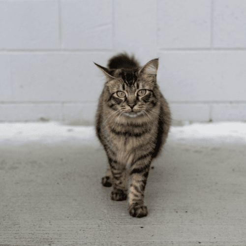 Suki